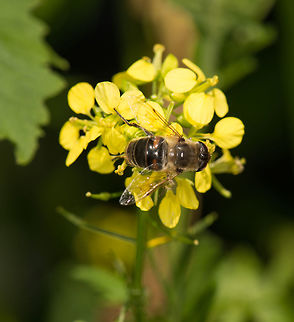 Eristalis tenax in my garden Not a great photo, just collecting/identifying species in my little experimental macro garden. Drone Fly,Eristalis tenax,Geotagged,Heeswijk-Dinther,Macro Garden,Netherlands,Spring
