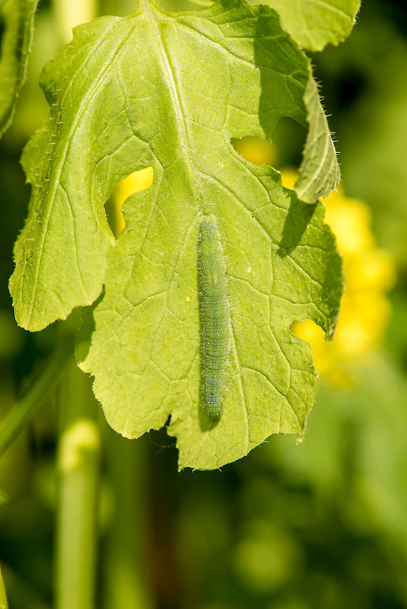 Caterpillar of Small White in my garden A few months ago I planted seeds of 37 wild plants in a small patch in our garden, and just let nature do its thing. It has led to some very beautiful wild flowers, and it has sustained dozens of bees and hover flies and a whole range of other insects. I was of course hoping for some butterflies and dragonflies as well. <br />
<br />
Dragonflies is a problem. There's not much water around and the few that arrive are almost instantly eaten by some birds nesting around the gardens of our neighborhood. I can hear their bodies cracking in mid-air when there's another catch.<br />
<br />
There's not a whole lot of butterflies either. However, the above is a small success. This is the caterpillar of a small white. A very common butterfly, but I still think it's cool that it's born in this brand new habitat. <br />
<br />
Note that I have no idea what I'm doing. I just planted some seeds without any skill or knowledge, and all of this is playing out automatically. Geotagged,Heeswijk-Dinther,Macro Garden,Netherlands,Pieris rapae,Small White,Spring