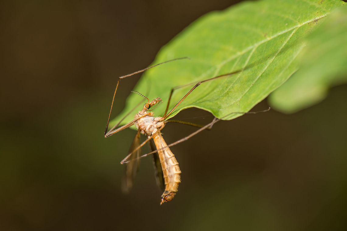 Tipula oleracea resting on leaf A relatively large and scary-looking insect that is completely harmless. In this adult stage, they will only live for a few days, and barely eat anything, if they do it is nectar. They&#039;re also slow, clumsy in flying and try to avoid any contact with anything during the day. <br />
<br />
Or, as the dutch saying goes, &quot;barking dogs don&#039;t bite&quot;. Geotagged,Heeswijk-Dinther,Netherlands,Spring,Tipula oleracea