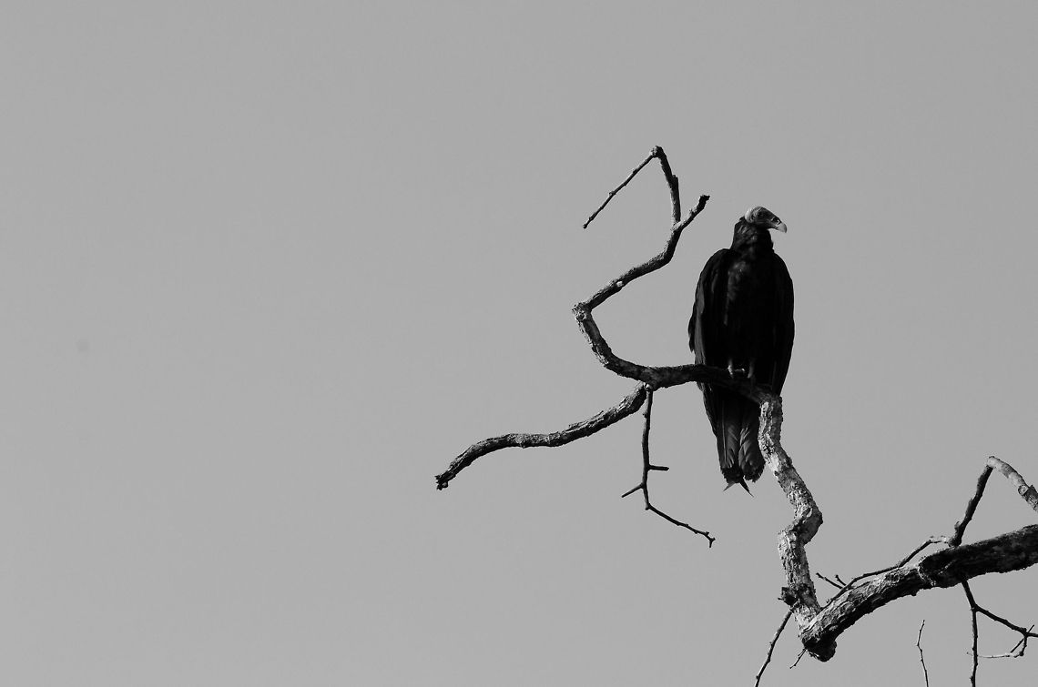 Amazon Grim Reaper Death in the Amazon does not go unnoticed by this Lesser Yellow-headed Vulture, sometimes called &quot;Savannah Vulture&quot;. Amazon,Brazil,Cathartes burrovianus,Geotagged,Lesser Yellow-headed Vulture,Vulture,birds