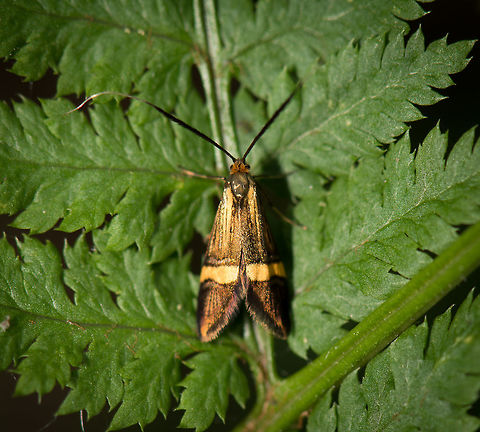 Top view of a Longhorn moth (female), Heeswijk-Dinther It's becoming somewhat of a yearly tradition for me to see and photograph this species in this particular forest. I never encounter it in any other forest in my area, only here, likely because it is dark and damp. Geotagged,Heeswijk-Dinther,Longhorn Moth,Nemophora degeerella,Netherlands,Spring