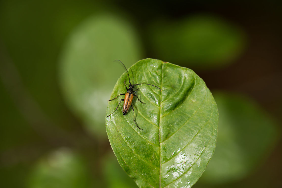 Stenurella melanura (top view), Netherlands It doesn't appear to have a common name in English. In dutch, it translates as the black stripe narrow beetle. Males are a bit more yellowish, females more orange. Yet, the difference can be subtle, so I'm not sure here. Geotagged,Heeswijk-Dinther,Netherlands,Spring,Stenurella melanura