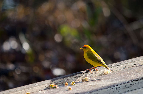 Saffron Finch (Sicalis flaveola) This is a male Saffron Finch, a cheerful pretty bird that is widespread in South American and in this case often found close to human settlements along the Amazon river. Amazon,Birds,Brazil,Geotagged,Saffron Finch,Sicalis flaveola,finch