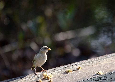 Female Saffron Finch? My guess is that this is a female Saffron Finch, since I found it so close to a male Saffron Finch and the female is described as having duller colors. The second clue is the yellow back tail which you can barely see from this angle. Amazon,Brazil,Geotagged,Saffron Finch,birds