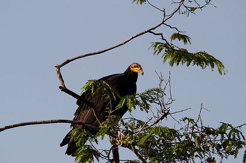 Lesser Yellow-headed Vulture (Cathartes burrovianus) Vultures like this are typically found along the Amazon riverside in areas where there is less vegetation. Amazon,Brazil,Cathartes burrovianus,Geotagged,Lesser Yellow-headed Vulture,Vulture,birds