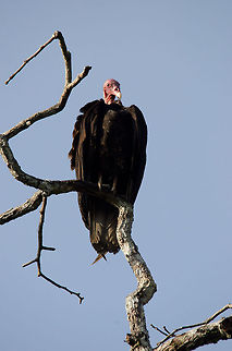Lesser Yellow-headed Vulture (Cathartes burrovianus) A lesser Yellow-headed surveys the river side of the Amazon, only coming down to scavenge or to lay eggs. Amazon,Birds,Brazil,Cathartes burrovianus,Geotagged,Lesser Yellow-headed Vulture,Vulture
