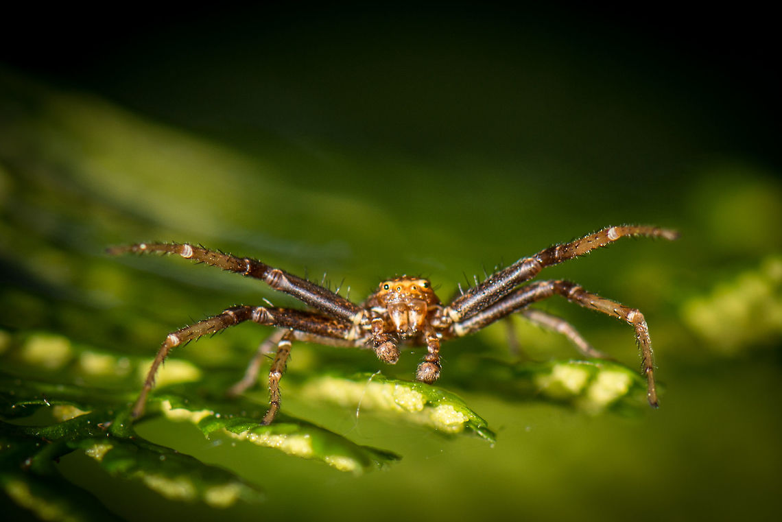 Ground Crab Spider on fern, Heeswijk-Dintherse Bossen, Netherlands First time I've seen this species myself, and they are a joy to watch. It didn't fear me at all, it behaves as if it is challenging everyone and everything. Geotagged,Ground Crab Spider,Heeswijk-Dinther,Netherlands,Spring,Xysticus cristatus