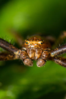 Portrait of a Ground Crab Spider, Netherlands Note the eyes on the top of its head. Geotagged,Ground Crab Spider,Heeswijk-Dinther,Netherlands,Spring,Xysticus cristatus