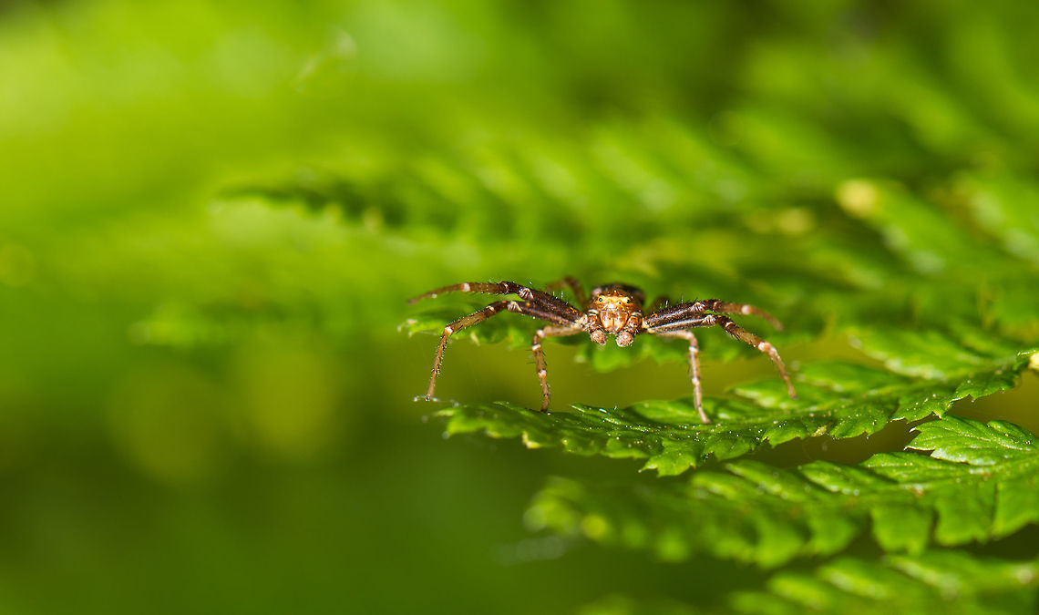 Ground Crab Spider poses on fern, Netherlands  Geotagged,Ground Crab Spider,Heeswijk-Dinther,Netherlands,Spring,Xysticus cristatus