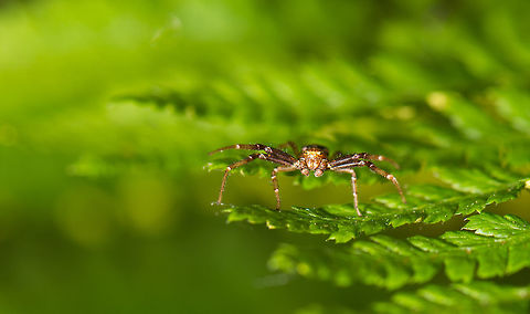 Ground Crab Spider poses on fern, Netherlands  Geotagged,Ground Crab Spider,Heeswijk-Dinther,Netherlands,Spring,Xysticus cristatus