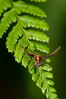 Back side of a Ground Crab Spider, Heeswijk-Dinther, Netherlands  Geotagged,Ground Crab Spider,Heeswijk-Dinther,Netherlands,Spring,Xysticus cristatus