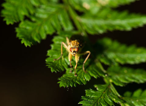 Front view of a Golden Dung Fly on Fern, Netherlands  Geotagged,Golden dung fly,Heeswijk-Dinther,Netherlands,Scathophaga stercoraria,Spring