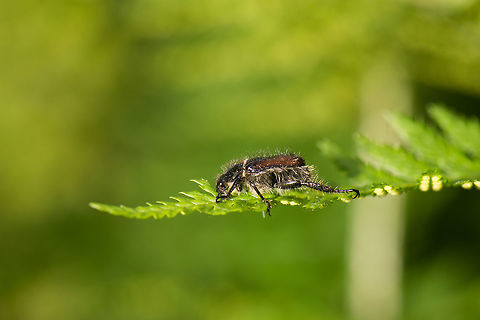 Garden Chafer (Phyllopertha horticola) on Fern, Netherlands This one being quite hairy. It is by many considered a pest, its larvae eat the roots of grass and other plants, and can easily ruin an entire lawn.  Garden chafer,Geotagged,Heeswijk-Dinther,Netherlands,Phyllopertha Horticola,Spring