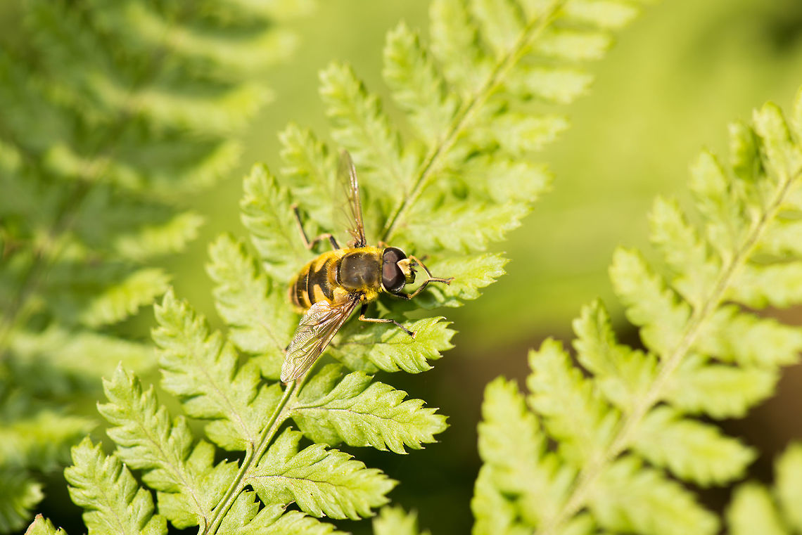 "Skull Fly" on Fern, Netherlands In dutch this hover fly is called the Skull Fly because the chest part sometimes vaguely resembles the shape of a skull. Geotagged,Heeswijk-Dinther,Myathropa florea,Netherlands,Spring