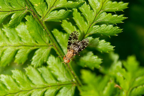 Top view of a Trypetoptera punctulata on Fern, Netherlands  Geotagged,Heeswijk-Dinther,Netherlands,Spring,Trypetoptera punctulata