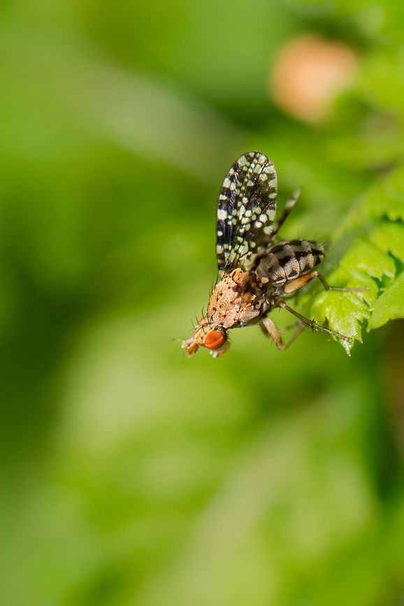 Trypetoptera punctulata side view, Netherlands Although being an avid macro enthusiast, I regularly pass on most flies. But not this one. Its interesting checkered wings caught my attention. I found a website having 20 pages full of species in this family:<br />
<br />
<a href="http://members.ziggo.nl/b.hamers/Tephritidae.htm" rel="nofollow">http://members.ziggo.nl/b.hamers/Tephritidae.htm</a><br />
<br />
Just my luck, it was the species on the very last page, the last photo even. This one belongs to the family of flies referred to as Snail Killers, due to their larvae feeding on snails. Geotagged,Heeswijk-Dinther,Netherlands,Spring,Trypetoptera punctulata
