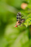 Trypetoptera punctulata side view, Netherlands Although being an avid macro enthusiast, I regularly pass on most flies. But not this one. Its interesting checkered wings caught my attention. I found a website having 20 pages full of species in this family:<br />
<br />
http://members.ziggo.nl/b.hamers/Tephritidae.htm<br />
<br />
Just my luck, it was the species on the very last page, the last photo even. This one belongs to the family of flies referred to as Snail Killers, due to their larvae feeding on snails. Geotagged,Heeswijk-Dinther,Netherlands,Spring,Trypetoptera punctulata
