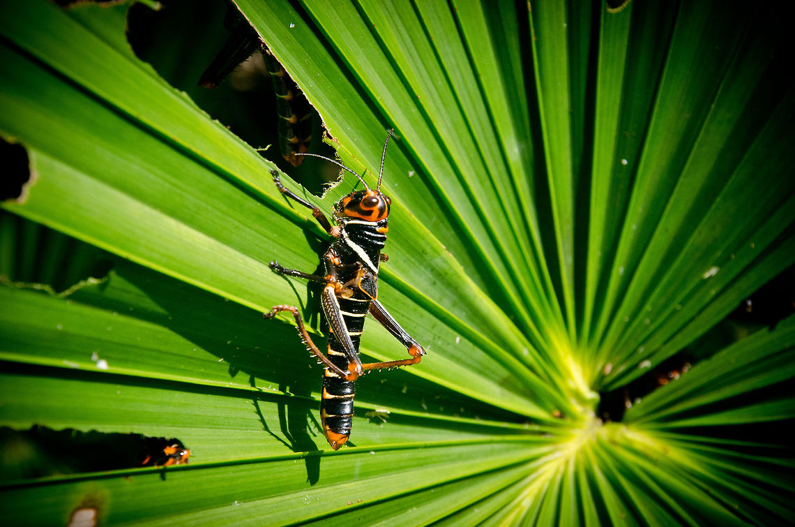 Grasshopper eating leaf at Amazon Tropidacris Collaris, one of the largest grasshoppers in existence. It's quite a colorful one at that, like an alien soldier. Look closely around this photo to find at least three more :) Amazon,Blue-winged grasshopper,Brazil,Geotagged,Grasshopper,Insects,Tropidacris Collaris,Tropidacris collaris