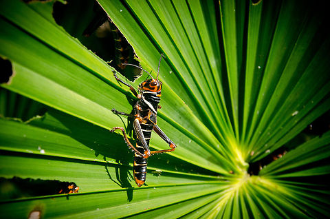 Grasshopper eating leaf at Amazon Tropidacris Collaris, one of the largest grasshoppers in existence. It's quite a colorful one at that, like an alien soldier. Look closely around this photo to find at least three more :) Amazon,Blue-winged grasshopper,Brazil,Geotagged,Grasshopper,Insects,Tropidacris Collaris,Tropidacris collaris