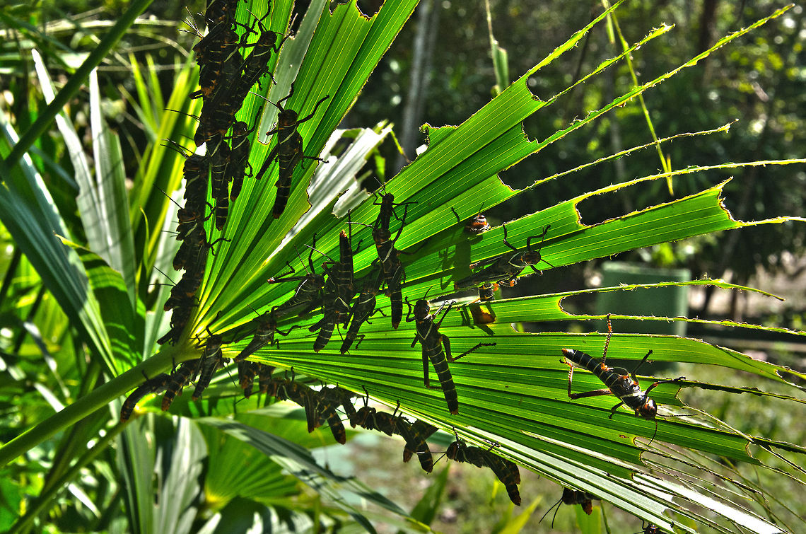 Grasshopper plague in the Amazon I was walking right pass this plant at the lodge area where we stayed in the Amazon, and somebody had to point me to the backside of it before I even noticed the swarm of grasshoppers rapidly pulverizing it. Amazon,Blue-winged grasshopper,Brazil,Geotagged,Grasshopper,Insects,Tropidacris Collaris,Tropidacris collaris