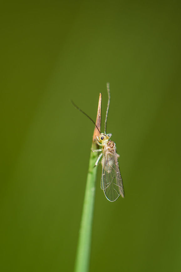 Winged Aphid(?) in grass, Netherlands I'm happy with the photo for this creature being so tiny and the wind moving the grass, but have yet no idea what it is. I assume it is some kind of aphid. Size is perhaps 3 or 4mm.<br />
<br />
Update: probably Psocoptera. Geotagged,Heeswijk-Dinther,Netherlands,Psocoptera,Spring,Stenopsocidae,Stenopsocus immaculatus