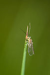 Winged Aphid(?) in grass, Netherlands I'm happy with the photo for this creature being so tiny and the wind moving the grass, but have yet no idea what it is. I assume it is some kind of aphid. Size is perhaps 3 or 4mm.<br />
<br />
Update: probably Psocoptera. Geotagged,Heeswijk-Dinther,Netherlands,Psocoptera,Spring,Stenopsocidae,Stenopsocus immaculatus