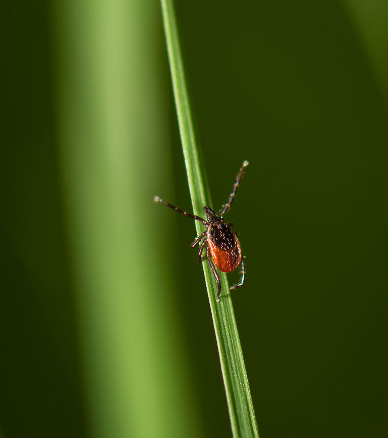Ixodes ricinus tick on leaf of grass, Netherlands First tick I ever photographed, and only realizing it now. There&#039;s many species of ticks, identification is based on this page: <a href="http://www.ahw.me/indexoverig.html" rel="nofollow">http://www.ahw.me/indexoverig.html</a> (in dutch, sorry). Geotagged,Heeswijk-Dinther,Ixodes ricinus,Netherlands,Spring