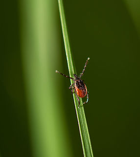 Ixodes ricinus tick on leaf of grass, Netherlands First tick I ever photographed, and only realizing it now. There's many species of ticks, identification is based on this page: http://www.ahw.me/indexoverig.html (in dutch, sorry). Geotagged,Heeswijk-Dinther,Ixodes ricinus,Netherlands,Spring