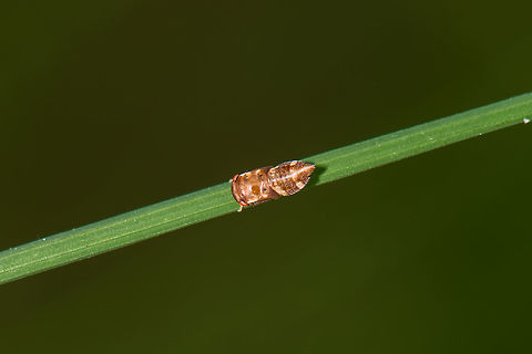 Top view of Iassus lanio on leaf of grass, Netherlands  Geotagged,Heeswijk-Dinther,Iassus lanio,Netherlands,Spring