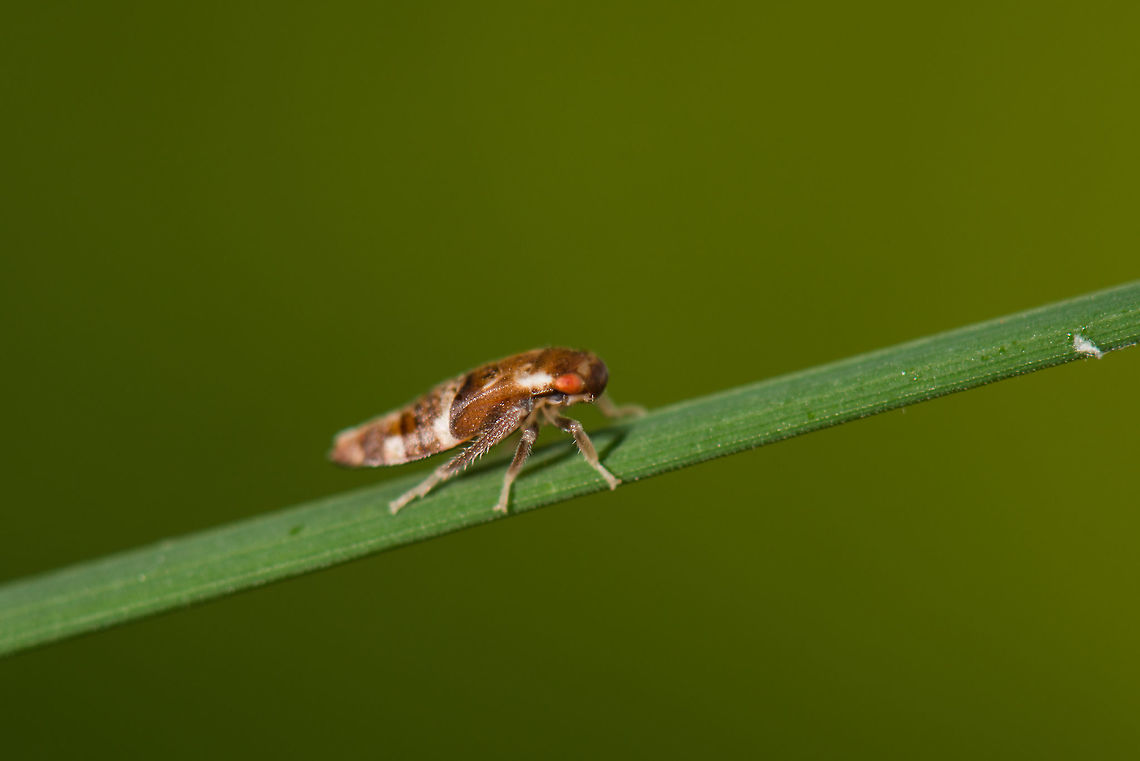 Side view of Iassus lanio on leaf of grass, Netherlands  Geotagged,Heeswijk-Dinther,Iassus lanio,Netherlands,Oak Leafhopper,Spring