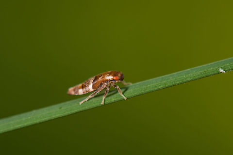 Side view of Iassus lanio on leaf of grass, Netherlands  Geotagged,Heeswijk-Dinther,Iassus lanio,Netherlands,Oak Leafhopper,Spring