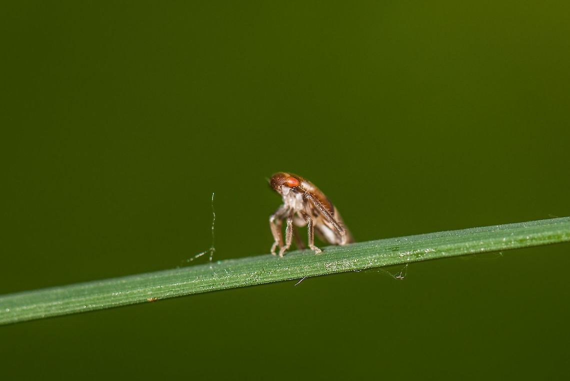 Front view of Iassus lanio on leaf of grass, Netherlands  Geotagged,Heeswijk-Dinther,Iassus lanio,Netherlands,Oak Leafhopper,Spring