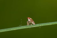Front view of Iassus lanio on leaf of grass, Netherlands  Geotagged,Heeswijk-Dinther,Iassus lanio,Netherlands,Oak Leafhopper,Spring