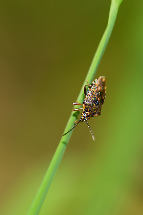 Parent Bug on leaf of grass, Netherlands  Elasmucha fieberi,Geotagged,Heeswijk-Dinther,Netherlands,Parent bug,Spring