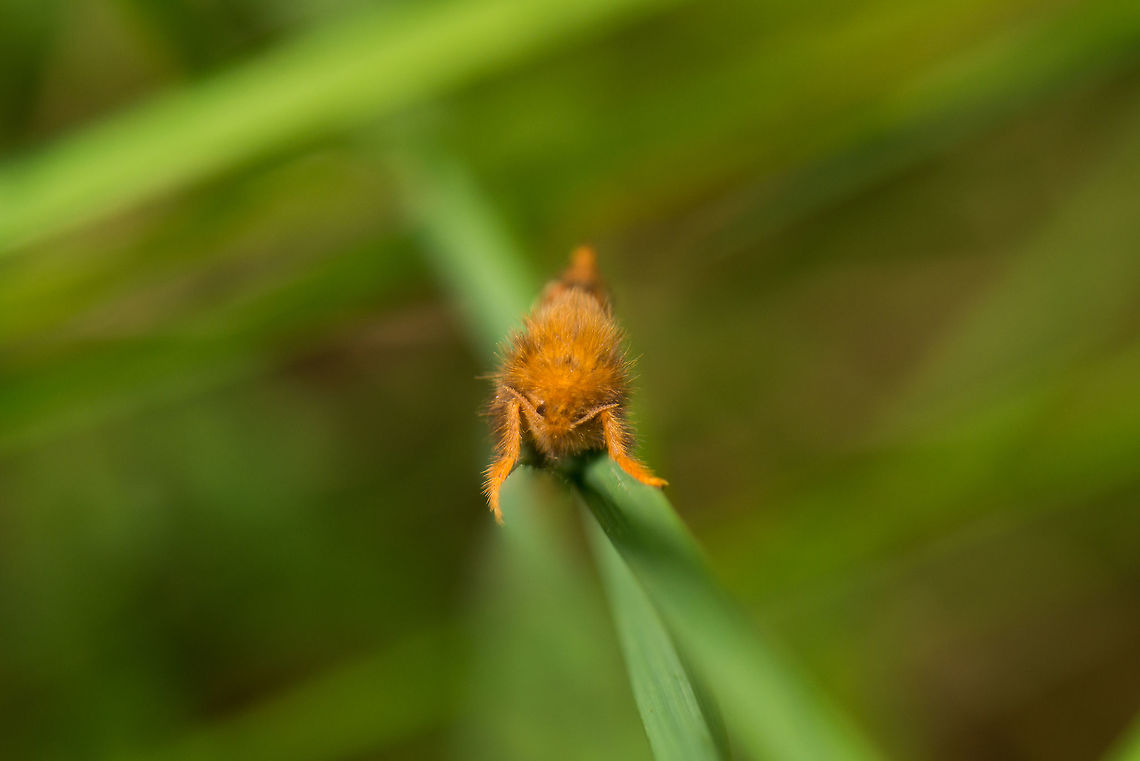 Top view of a Gold Swift, Netherlands Hanging on to a leaf of grass. Geotagged,Gold Swift,Heeswijk-Dinther,Netherlands,Phymatopus hecta,Spring