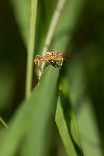 Xysticus bifasciatus