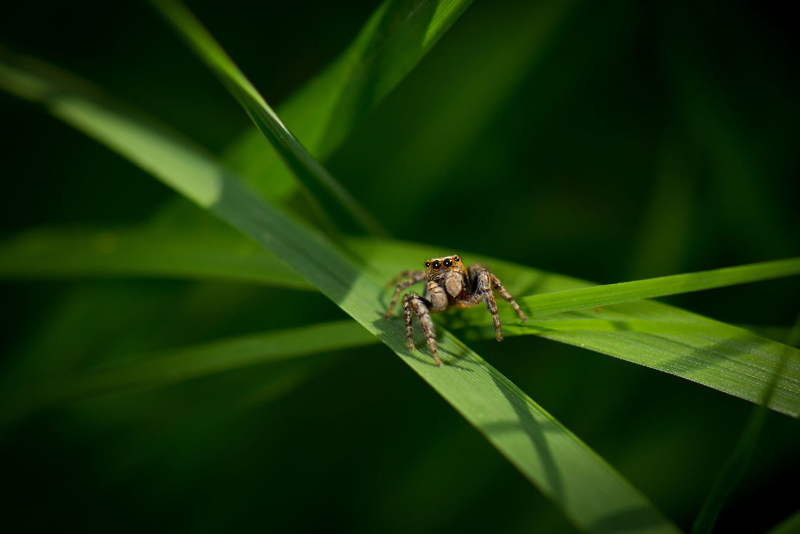 Evarcha falcata on the go, Netherlands I'm happy with this photo due to the flash falling on all its eyes. Evarcha falcata,Geotagged,Heeswijk-Dinther,Netherlands,Spring