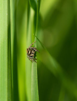 Evarcha falcata (jumping spider) pre-jump, Netherlands This jumping spider was about to make a jump. Before they do, the crawl to the edge of a leaf and secure a safety line. Their legs are said to have an hydraulic mechanism, that allows for the explosive power they need. The wall of green to the left is a single leaf of grass, to show how tiny they are. Evarcha falcata,Geotagged,Heeswijk-Dinther,Netherlands,Spring