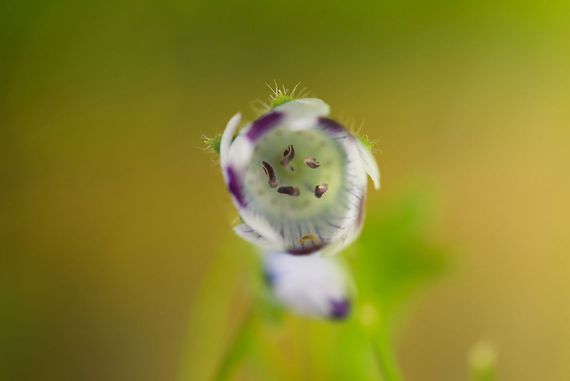 Littlefoot nemophila in our garden, Netherlands  Geotagged,Heesch,Macro Garden,Nemophila pedunculata,Netherlands,Spring