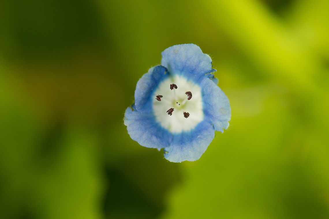 Baby Blue Eyes, Netherlands A wild flower in our garden, top view. Baby blue eyes,Geotagged,Heesch,Macro Garden,Nemophila menziesii,Netherlands,Spring