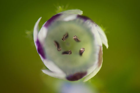 Littlefoot nemophila in our garden - closeup, Netherlands  Heesch,Littlefoot nemophila,Macro Garden,Nemophila pedunculata