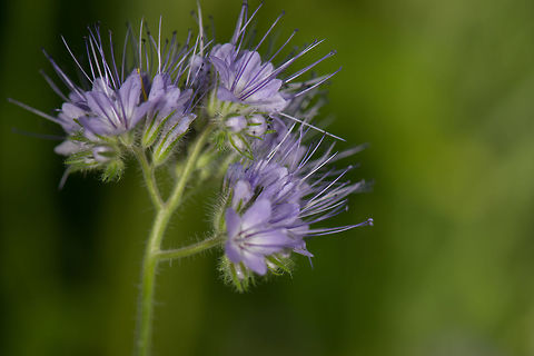 Lacy Phacelia in our garden, Netherlands Another wildflower appearing in our little macro garden. Species is not 100% sure, feel free to challenge. Geotagged,Heesch,Lacy phacelia,Macro Garden,Netherlands,Phacelia tanacetifolia,Spring