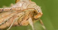 Angle Shades from very up close, Netherlands This moth was rudely awakened by us when we were trimming leafs in our garden. It took a few minutes to catch its breath, which gave me the opportunity to get the camera. Top view:<br />
http://www.jungledragon.com/image/32284/angle_shades_top_view_netherlands.html Angle Shades,Geotagged,Heesch,Netherlands,Phlogophora meticulosa,Spring