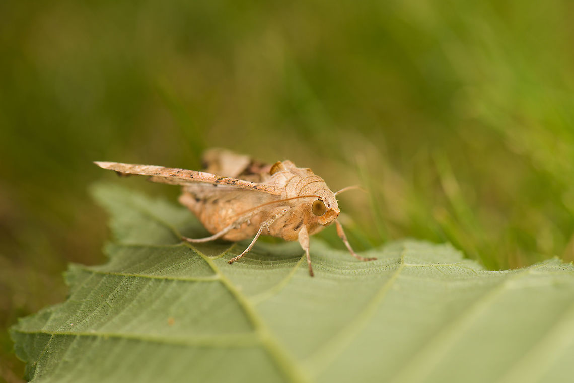 Angle Shades resting on leaf, Netherlands This moth was rudely awakened by us when we were trimming leafs in our garden. It took a few minutes to catch its breath, which gave me the opportunity to get the camera. Top view:<br />
<figure class="photo"><a href="https://www.jungledragon.com/image/32284/angle_shades_top_view_netherlands.html" title="Angle Shades top view, Netherlands"><img src="https://s3.amazonaws.com/media.jungledragon.com/images/2/32284_thumb.jpg?AWSAccessKeyId=05GMT0V3GWVNE7GGM1R2&Expires=1769040010&Signature=tTvlK4uPVho5RLI4YOpuOodpbeQ%3D" width="102" height="152" alt="Angle Shades top view, Netherlands Found in our garden when trimming some leafs from an overgrown tree.<br />
Side view:<br />
http://www.jungledragon.com/image/32283/angle_shades_resting_on_leaf_netherlands.html<br />
Closeup:<br />
http://www.jungledragon.com/image/32282/angle_shades_from_very_up_close_netherlands.html Angle Shades,Geotagged,Heesch,Netherlands,Phlogophora meticulosa,Spring" /></a></figure><br />
Closeup:<br />
<figure class="photo"><a href="https://www.jungledragon.com/image/32282/angle_shades_from_very_up_close_netherlands.html" title="Angle Shades from very up close, Netherlands"><img src="https://s3.amazonaws.com/media.jungledragon.com/images/2/32282_thumb.jpg?AWSAccessKeyId=05GMT0V3GWVNE7GGM1R2&Expires=1769040010&Signature=28yXyYLd%2FId2Ujmh33cUWGdDM6s%3D" width="200" height="106" alt="Angle Shades from very up close, Netherlands This moth was rudely awakened by us when we were trimming leafs in our garden. It took a few minutes to catch its breath, which gave me the opportunity to get the camera. Top view:<br />
http://www.jungledragon.com/image/32284/angle_shades_top_view_netherlands.html Angle Shades,Geotagged,Heesch,Netherlands,Phlogophora meticulosa,Spring" /></a></figure> Angle Shades,Heesch,Phlogophora meticulosa