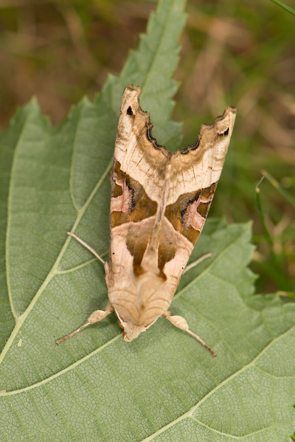 Angle Shades top view, Netherlands Found in our garden when trimming some leafs from an overgrown tree.<br />
Side view:<br />
<figure class="photo"><a href="https://www.jungledragon.com/image/32283/angle_shades_resting_on_leaf_netherlands.html" title="Angle Shades resting on leaf, Netherlands"><img src="https://s3.amazonaws.com/media.jungledragon.com/images/2/32283_thumb.jpg?AWSAccessKeyId=05GMT0V3GWVNE7GGM1R2&Expires=1759968010&Signature=SgreiZ6RVvAle2tSgLqQUrKdiY8%3D" width="200" height="134" alt="Angle Shades resting on leaf, Netherlands This moth was rudely awakened by us when we were trimming leafs in our garden. It took a few minutes to catch its breath, which gave me the opportunity to get the camera. Top view:<br />
http://www.jungledragon.com/image/32284/angle_shades_top_view_netherlands.html<br />
Closeup:<br />
http://www.jungledragon.com/image/32282/angle_shades_from_very_up_close_netherlands.html Angle Shades,Heesch,Phlogophora meticulosa" /></a></figure><br />
Closeup:<br />
<figure class="photo"><a href="https://www.jungledragon.com/image/32282/angle_shades_from_very_up_close_netherlands.html" title="Angle Shades from very up close, Netherlands"><img src="https://s3.amazonaws.com/media.jungledragon.com/images/2/32282_thumb.jpg?AWSAccessKeyId=05GMT0V3GWVNE7GGM1R2&Expires=1759968010&Signature=AkdsIbts2ZQiuLR0NP6D%2FjXCSA8%3D" width="200" height="106" alt="Angle Shades from very up close, Netherlands This moth was rudely awakened by us when we were trimming leafs in our garden. It took a few minutes to catch its breath, which gave me the opportunity to get the camera. Top view:<br />
http://www.jungledragon.com/image/32284/angle_shades_top_view_netherlands.html Angle Shades,Geotagged,Heesch,Netherlands,Phlogophora meticulosa,Spring" /></a></figure> Angle Shades,Geotagged,Heesch,Netherlands,Phlogophora meticulosa,Spring