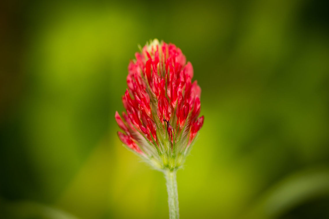 Closeup of a Crimson Clover in our garden I hope I got the species right, because they are usually pink, yet I did see some red ones online. Crimson clover,Heesch,Macro,Macro Garden,The Netherlands,Trifolium incarnatum