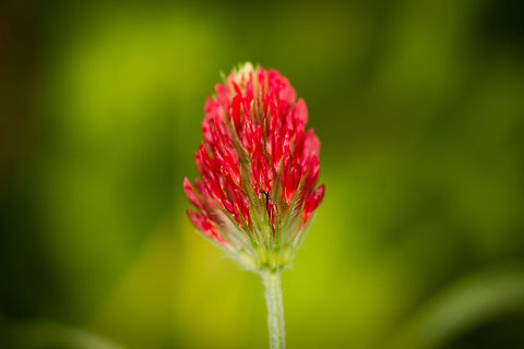 Closeup of a Crimson Clover in our garden I hope I got the species right, because they are usually pink, yet I did see some red ones online. Crimson clover,Heesch,Macro,Macro Garden,The Netherlands,Trifolium incarnatum