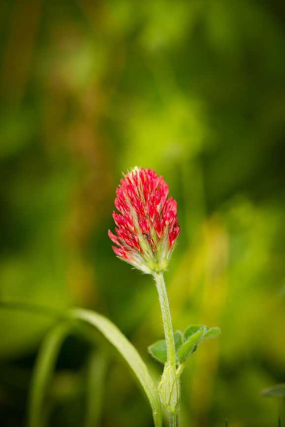 Red Clover in full bloom in our garden  Crimson clover,Heesch,The Netherlands,Trifolium incarnatum,flowers,macro,macro garden,plants