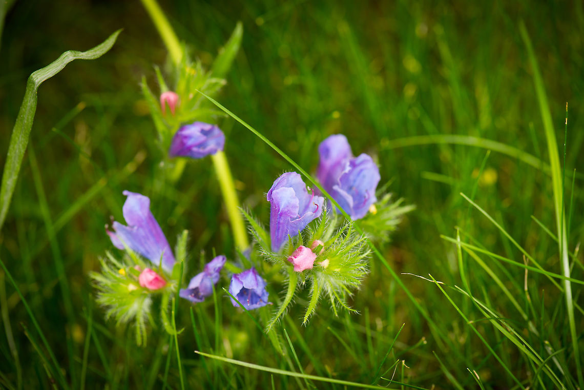 Purple and pink flower in our garden Dutch name: slangenkruid (snake herb).  Echium vulgare,Heesch,The Netherlands,Vipers Bugloss,europe,flowers,macro,macro garden,plants