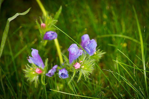 Purple and pink flower in our garden Dutch name: slangenkruid (snake herb).  Echium vulgare,Heesch,The Netherlands,Vipers Bugloss,europe,flowers,macro,macro garden,plants